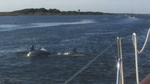 Dolphins near Mile Hammock Bay