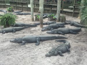Lots of gators