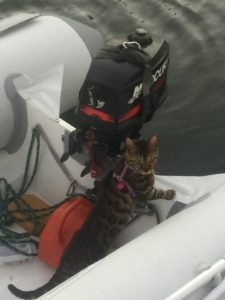 cat-on-the-dinghy