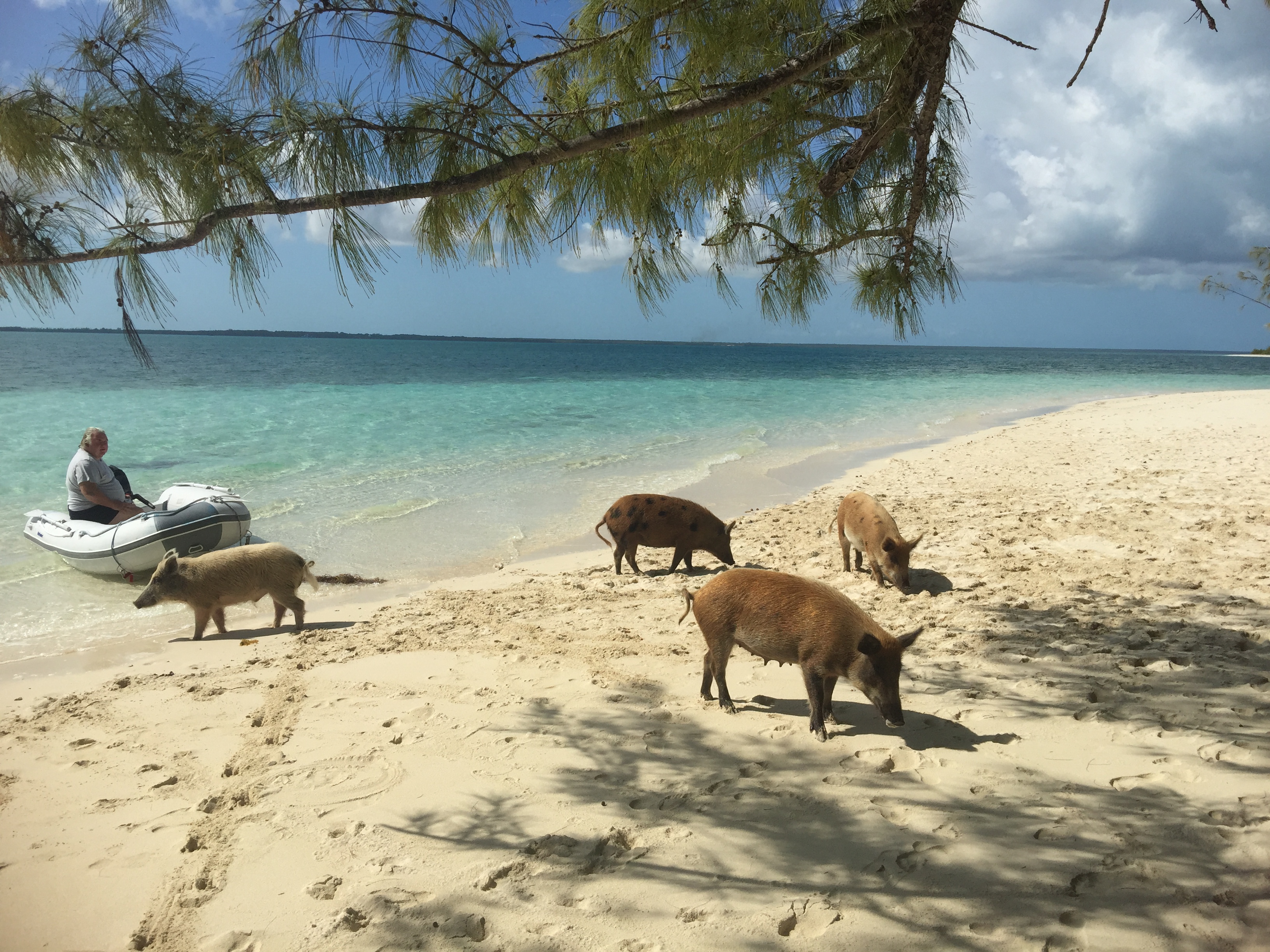 All these pigs turned their backs to me because I didn't have any food
