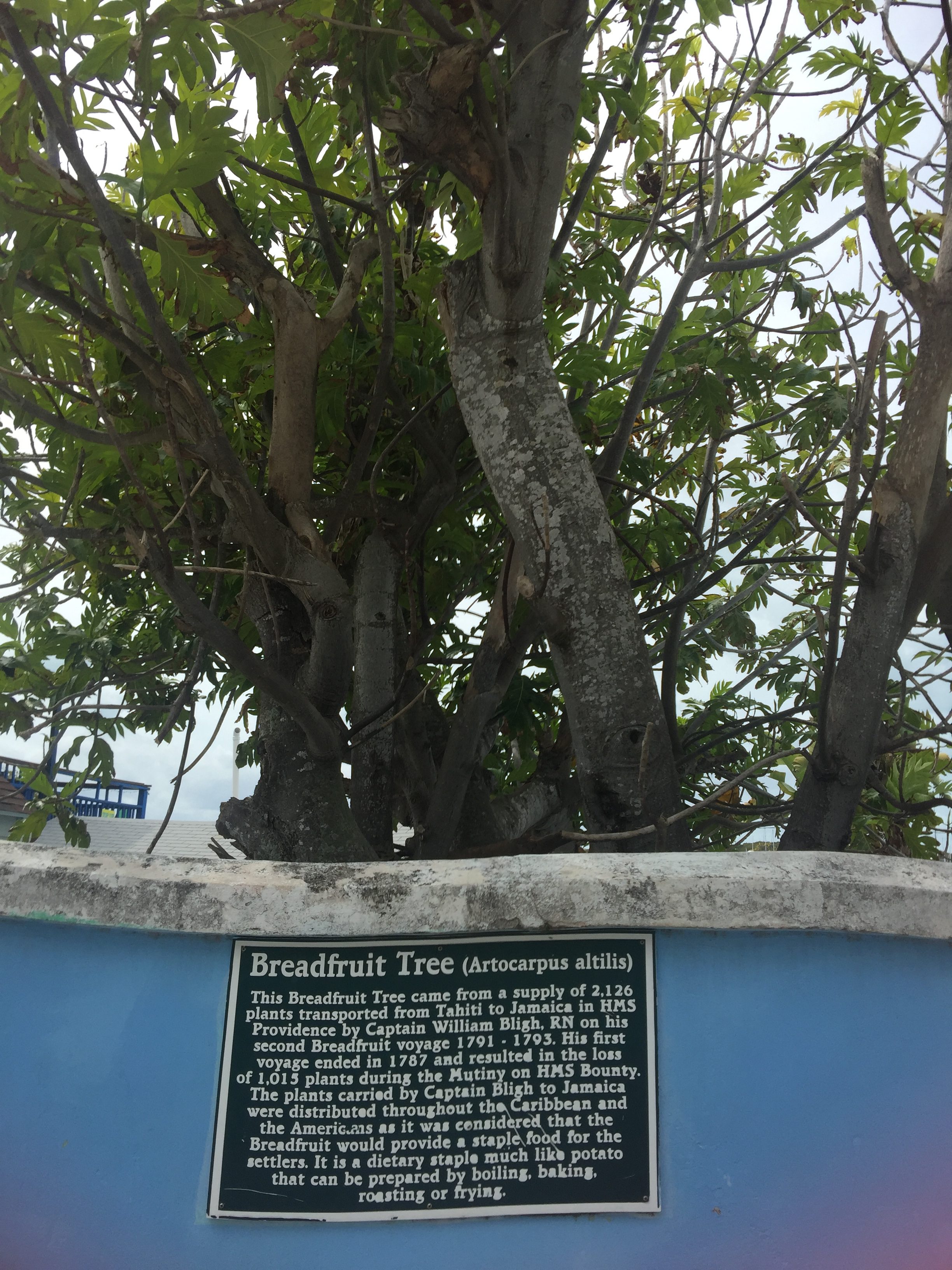 A breadfruit tree, a descendent of those bought to the Caribbean by Captain Bligh on his second voyage, his first ending in the mutiny on the HMS Bounty