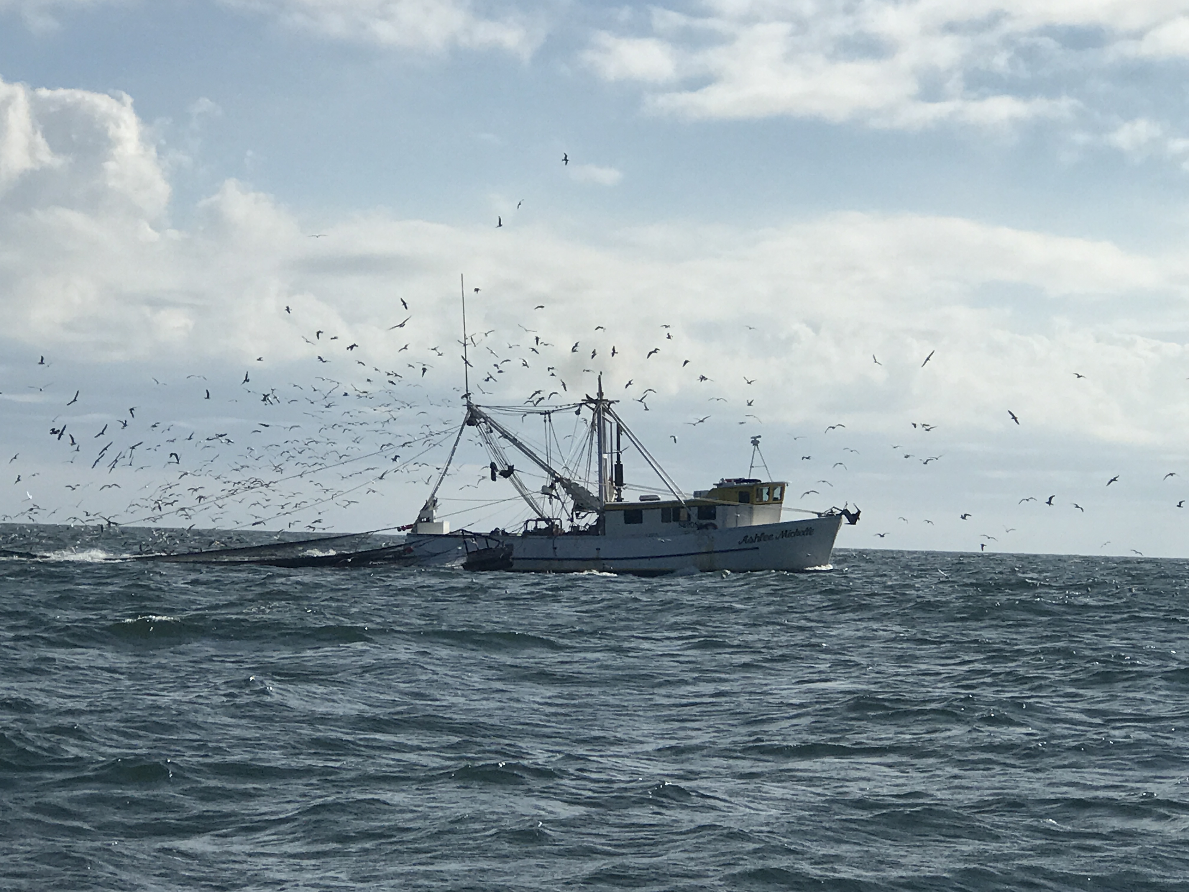 a shrimp boat with seagulls